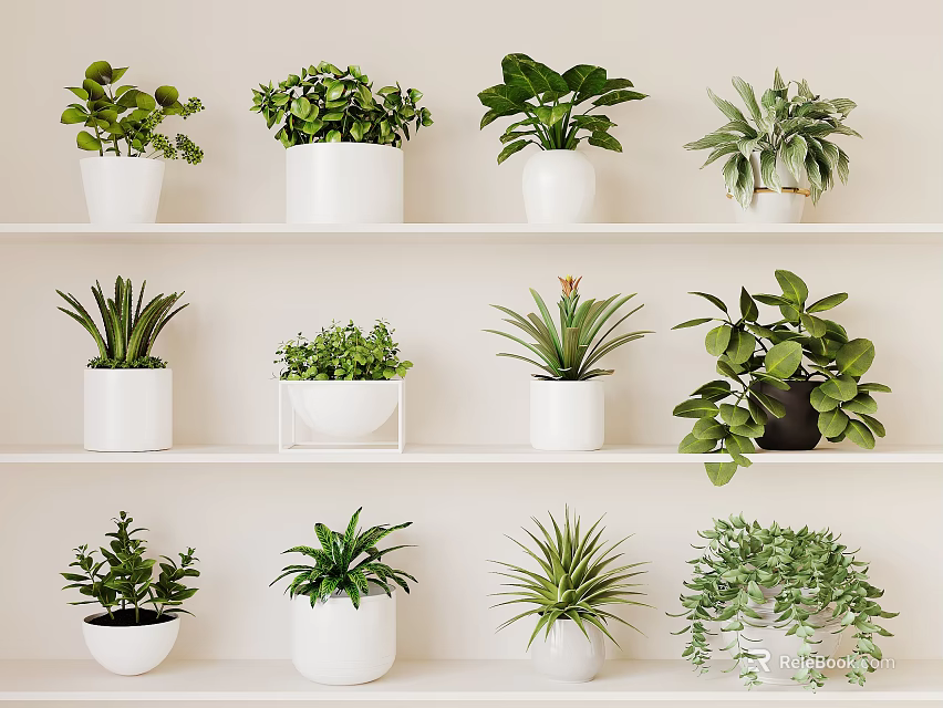 Various Types of Green Potted Plants on White Shelves with White and Black Pots 3d model 