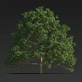 Lush Green Arbor Featuring Dense Foliage And Single Natural Trunk Structure