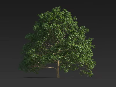 Lush Green Arbor Featuring Dense Foliage And Single Natural Trunk Structure 3d model