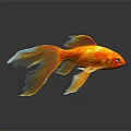 Vibrant Golden Fish With Flowing Orange Tail Swimming On Dark Background With Reflection