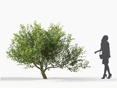 Citrus Tree With Green Leaves And Fruits Near Silhouette Of A Woman Standing 3d model