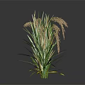 Green Reed Plant with Green Yellow Striped Leaves Brown Spikes Against Dark Background and Reflection