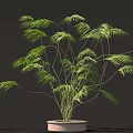 Lush Green Plant With Long Slender Leaves In Light Colored Pot On Dark Background