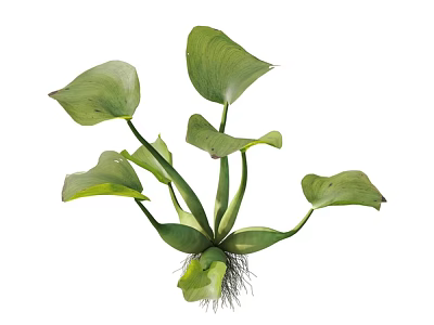 modern aquatic plants 3d model modern aquatic plants 3d model