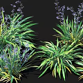 Lush Green Foliage And Purple Flowers In Clustered Plant Arrangement