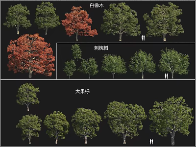 Various Tree Varieties Featuring Ash Black Locust And Bur Oak Species 3d model