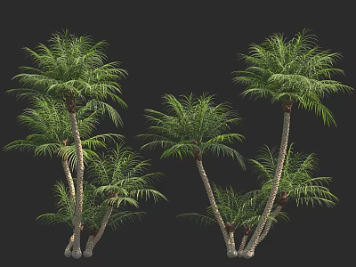 Green Palm Trees With Lush Fronds Growing On Black Background 3d model