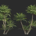 Green Palm Trees With Lush Fronds Growing On Black Background 3d model