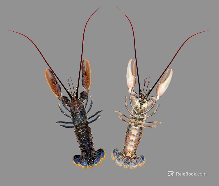 Two Different Colored Lobsters With Long Antennae And Vibrant Claws 3d model 