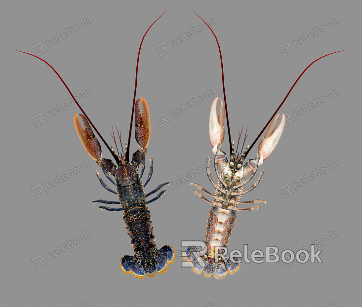 Modern Lobster model