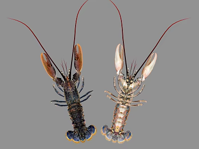 Two Different Colored Lobsters With Long Antennae And Vibrant Claws 3d model