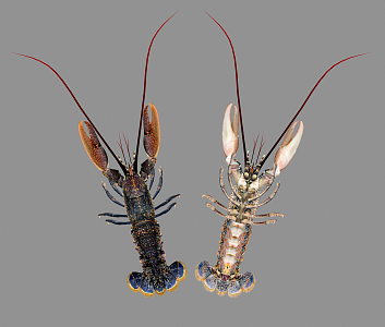 Modern Lobster 3d model