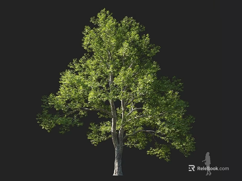 Tall Tree with Lush Green Foliage and Thick Trunk Beside Silhouette Figure 3d model 