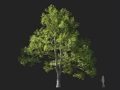 Tall Tree with Lush Green Foliage and Thick Trunk Beside Silhouette Figure 3d model