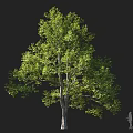 Tall Tree with Lush Green Foliage and Thick Trunk Beside Silhouette Figure