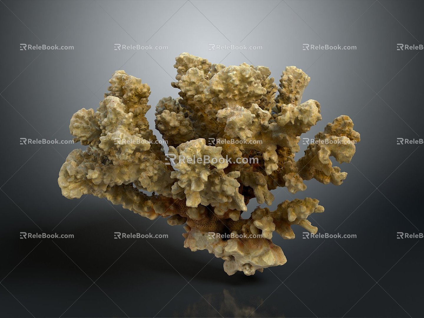 Modern Coral Red Coral White Coral Blue Coral 3d model