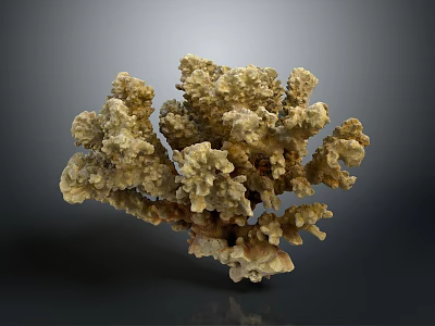 Branching Coral Structure Formed By Aquatic Animals With Brown Textured Appearance 3d model