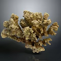 Branching Coral Structure Formed By Aquatic Animals With Brown Textured Appearance