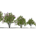 Vibrant Garden Shrubs With Purple Flowers And Lush Green Leaves