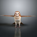 Brown And White Owl Standing With Spread Wings On Smooth Reflective Surface Against Gray Background