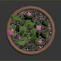 Green Potted Plant with Pink Flowers in Terracotta Pot on Dark Background