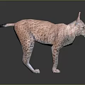 Realistic Spotted Lynx With Pointed Ears Standing On Reflective Gray Surface 3d model