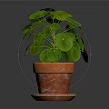 Lush Green Round Leaf Plant in Terracotta Pot with Saucer on Dark Background