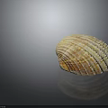 Clam Shell With Orange White Stripes And Textured Surface On Dark Background 3d model
