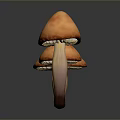 Three Orange Mushrooms with White Stems on Dark Background and Reflections