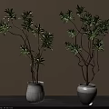Bonsai Plants With Green Leaves Slender Branches In White Textured Striped Pots On Gray Table