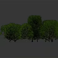 Lush Green Trees Collection With Various Sizes and Shapes Against Gray Background