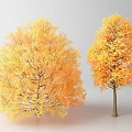 Vibrant Autumn Arbor Trees With Orange Yellow Leaves And Distinct Shapes