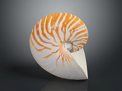 Nautilus Shell With Orange And White Stripes In Spiral Shape On Shiny Surface 3d model