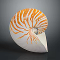 Nautilus Shell With Orange And White Stripes In Spiral Shape On Shiny Surface
