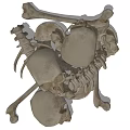Medical Device Human Skeleton Models Including Skull Spine And Pelvis 3d model