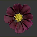 Vibrant Magenta Flower with Bright Yellow Center and Soft Petals on Dark Background