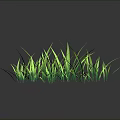 Fresh Lush Green Grass With Reflection On Dark Background Surface