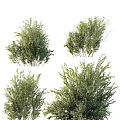 Various Green Dense Shrubs For Garden Landscaping And Plant Decoration