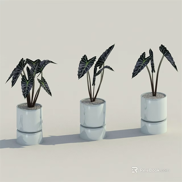 Three Modern Potted Bonsai Plants With Dark Green Leaves In White Cylindrical Ceramic Pots 3d model 