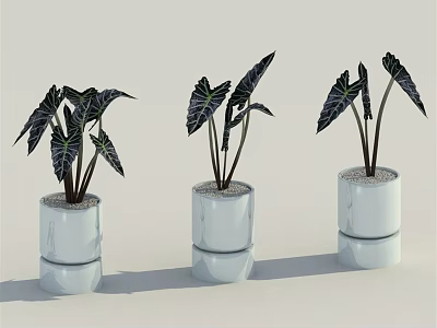 Three Modern Potted Bonsai Plants With Dark Green Leaves In White Cylindrical Ceramic Pots 3d model