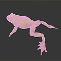 Green Reptile Lizard on Gray Background with Clear Reflection and Smooth Skin Texture