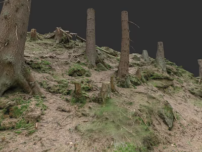 Natural Wood Trunks And Stone Rocks In Forest Ground With Green Moss Growth 3d model