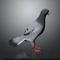 Gray Pigeon With Green And Purple Neck Standing On Dark Background With Red Feet