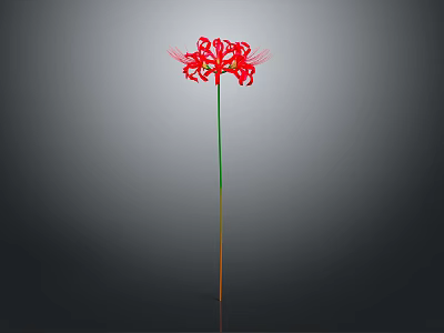 Red Flower With Slender Stem And Radiant Petals On Gradient Gray Black Background 3d model