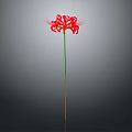 Red Flower With Slender Stem And Radiant Petals On Gradient Gray Black Background