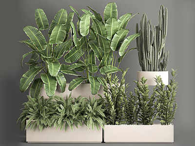 Potted Plants with Large Green Leaves Cactus and Ferns in White Rectangular Indoor Pots 3d model