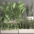Potted Plants with Large Green Leaves Cactus and Ferns in White Rectangular Indoor Pots