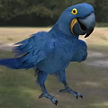 Flying Animal Blue Parrot With Yellow Eyes Standing On Grassland Displaying Vibrant Feathers