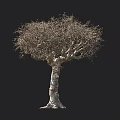 Large Tree With Textured Bark And Dense Spreading Branches Against Dark Background With Human Silhouette
