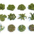 Various Ornamental Garden Shrubs With Diverse Shapes Colorful Blooms And Foliage